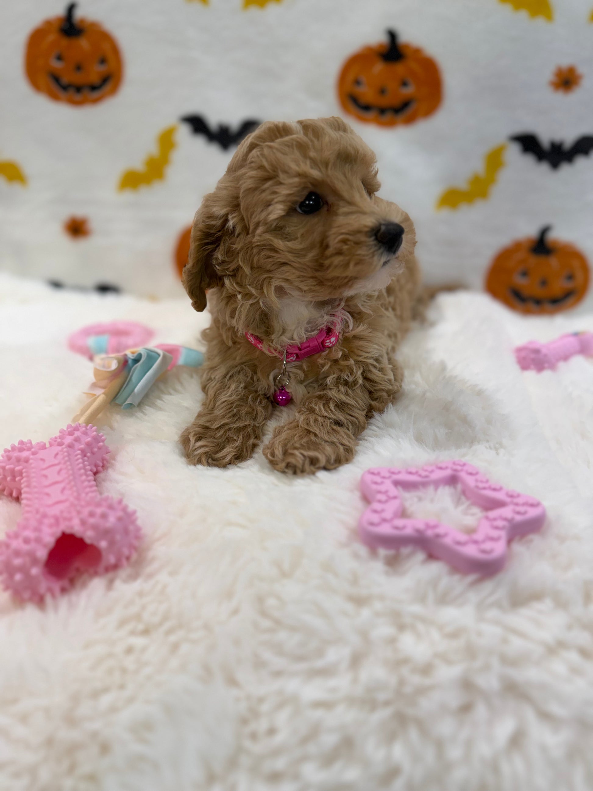 KIARA (Bichon Poodle)