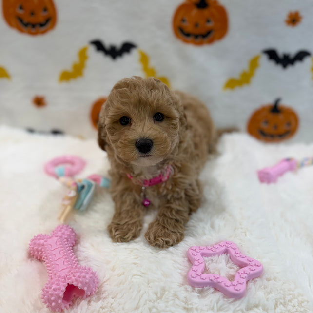 KIARA (Bichon Poodle)