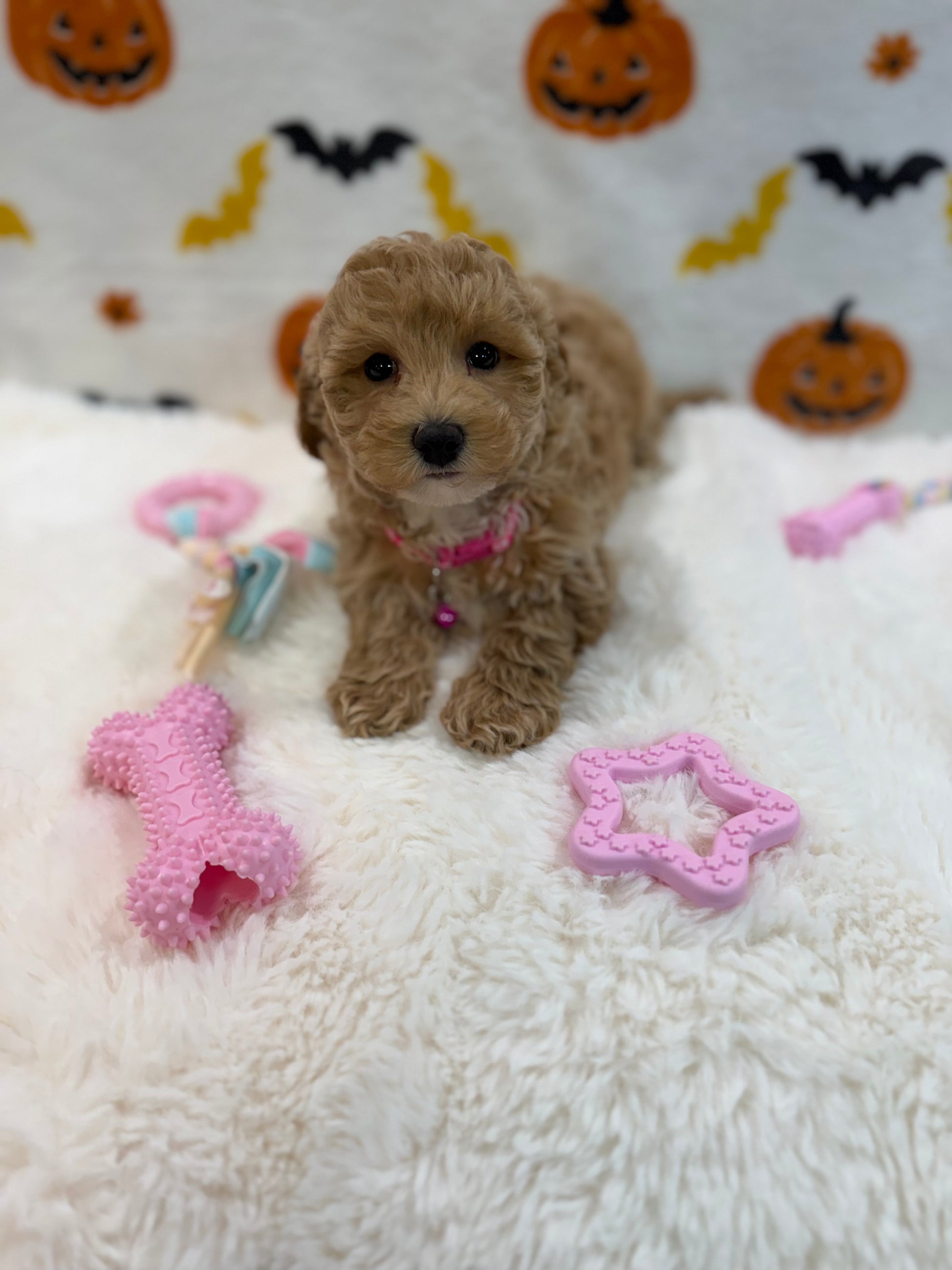 KIARA (Bichon Poodle)