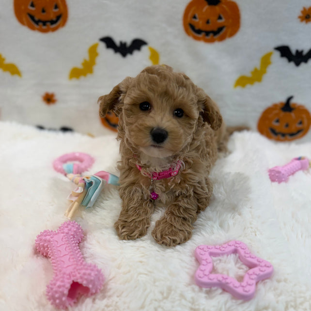 KIARA (Bichon Poodle)