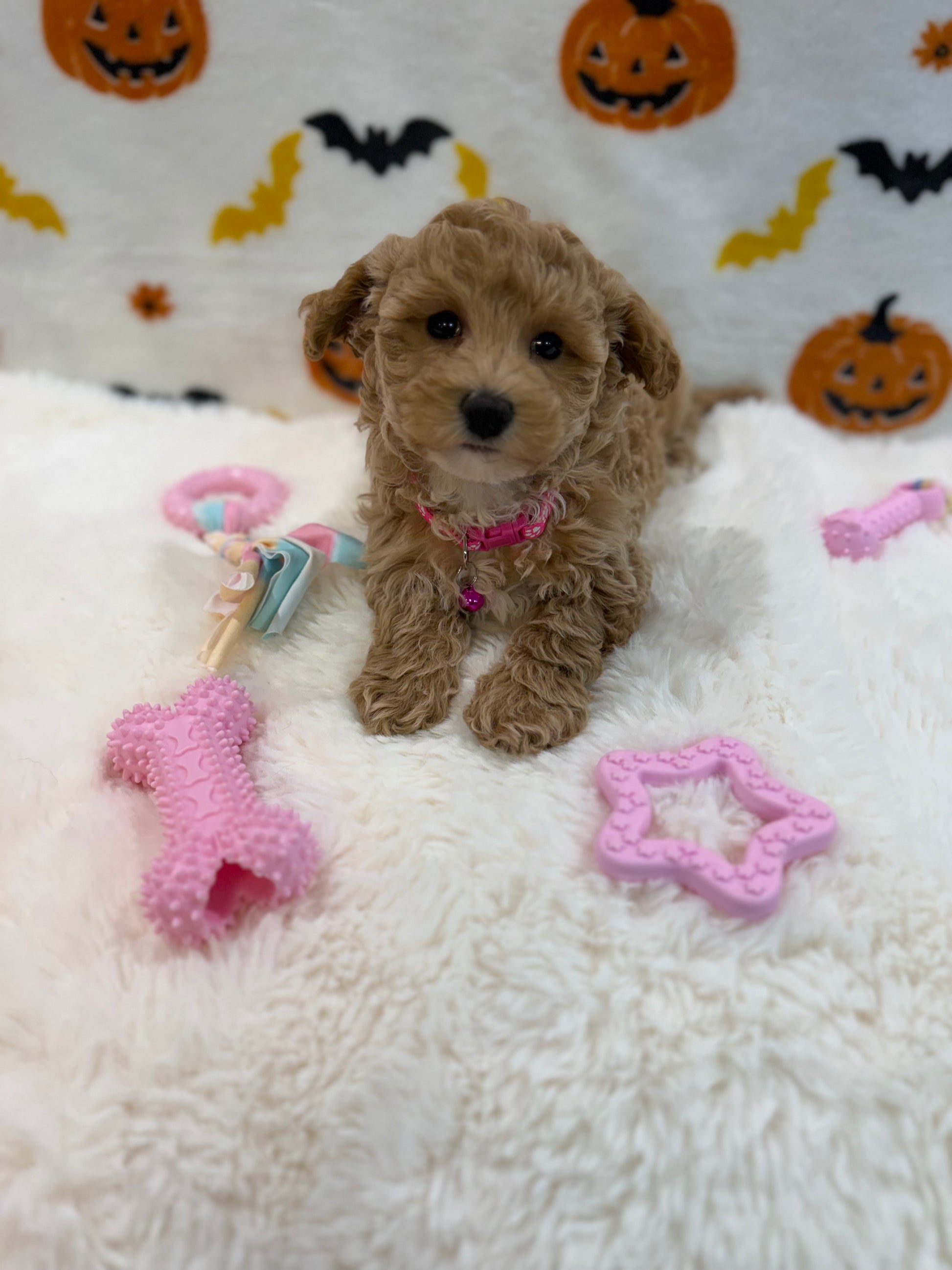 KIARA (Bichon Poodle)