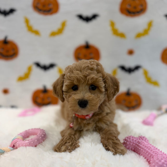 KELLY (Bichon Poodle)