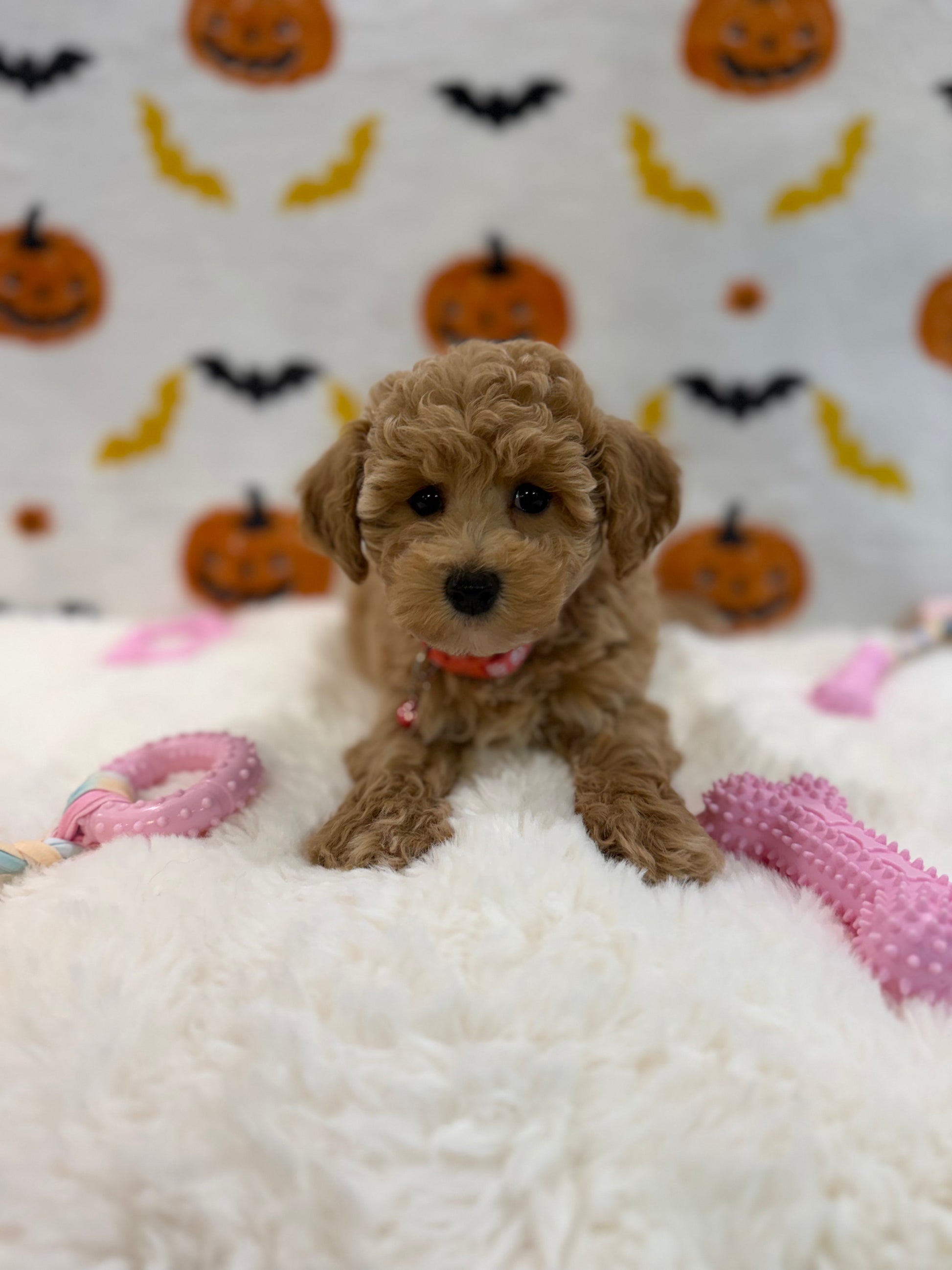 KELLY (Bichon Poodle)