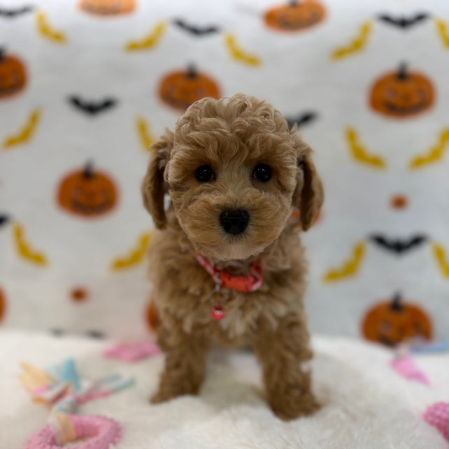 KELLY (Bichon Poodle)