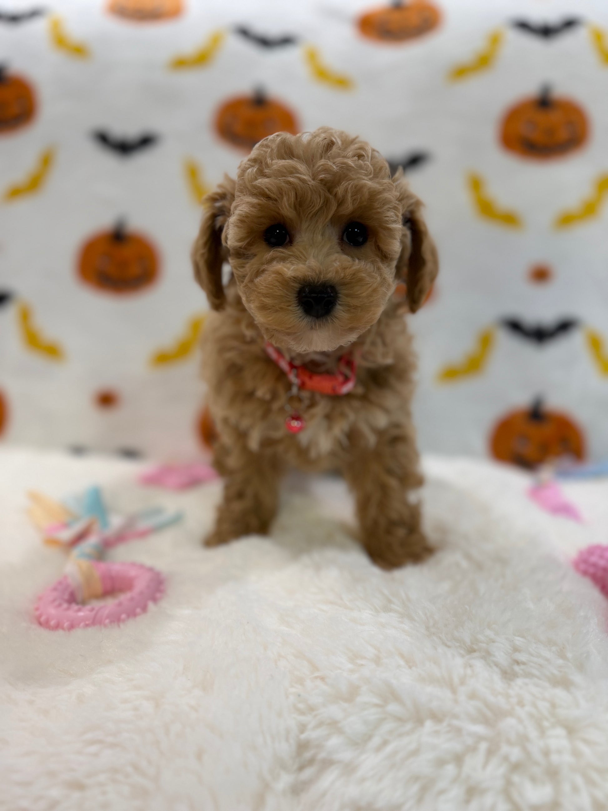 KELLY (Bichon Poodle)