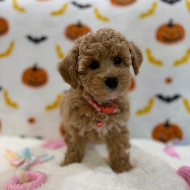 KELLY (Bichon Poodle)