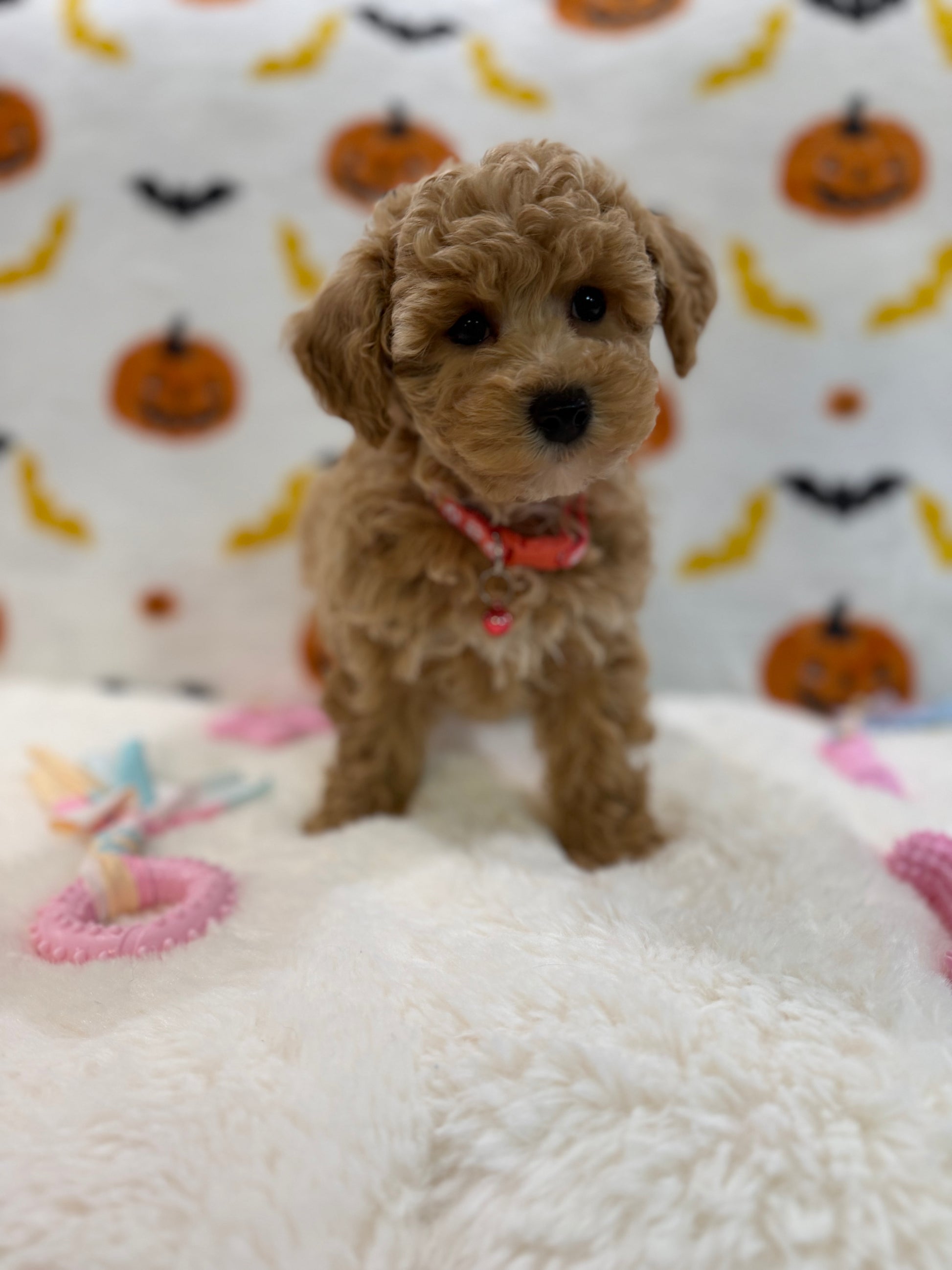 KELLY (Bichon Poodle)