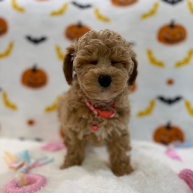 KELLY (Bichon Poodle)