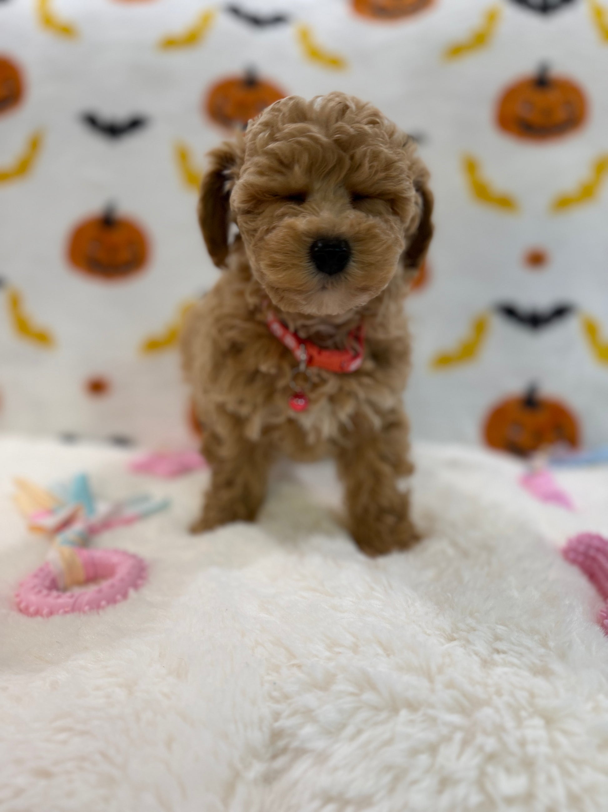 KELLY (Bichon Poodle)