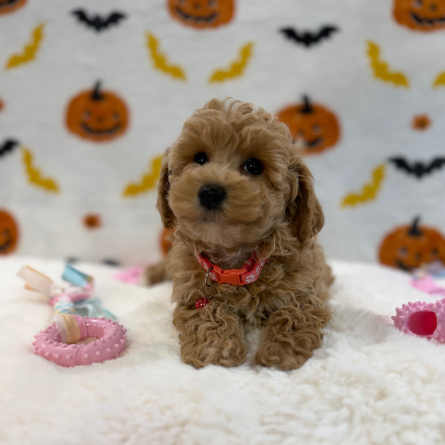 KELLY (Bichon Poodle)