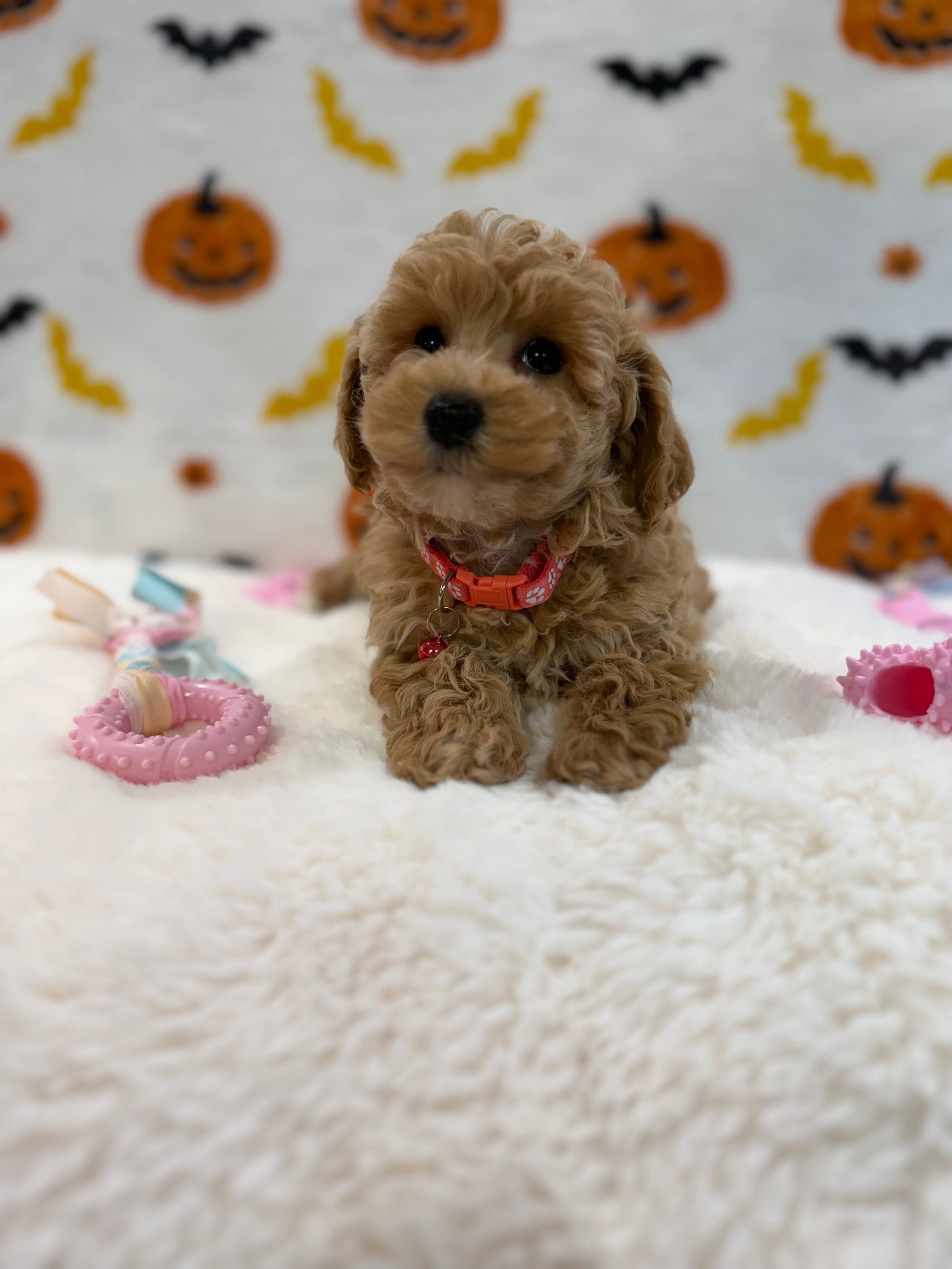 KELLY (Bichon Poodle)