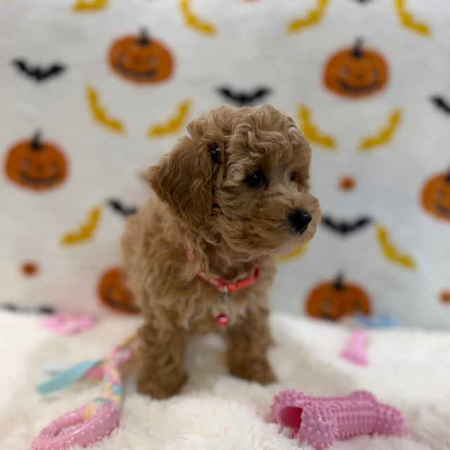 KELLY (Bichon Poodle)