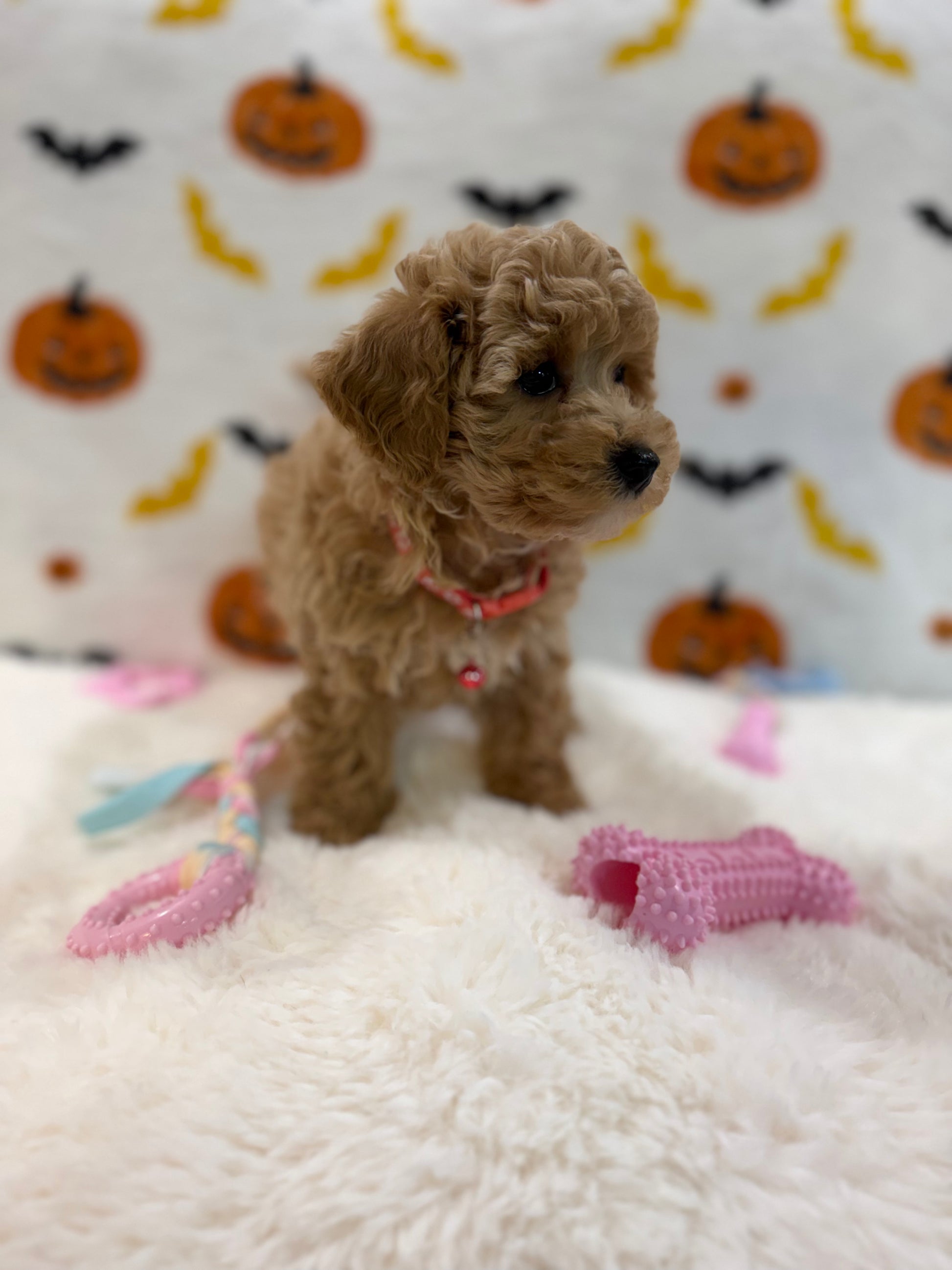 KELLY (Bichon Poodle)