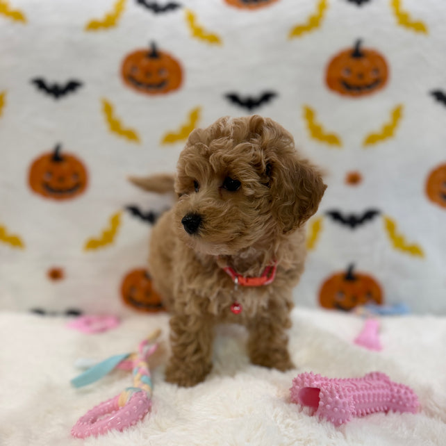 KELLY (Bichon Poodle)