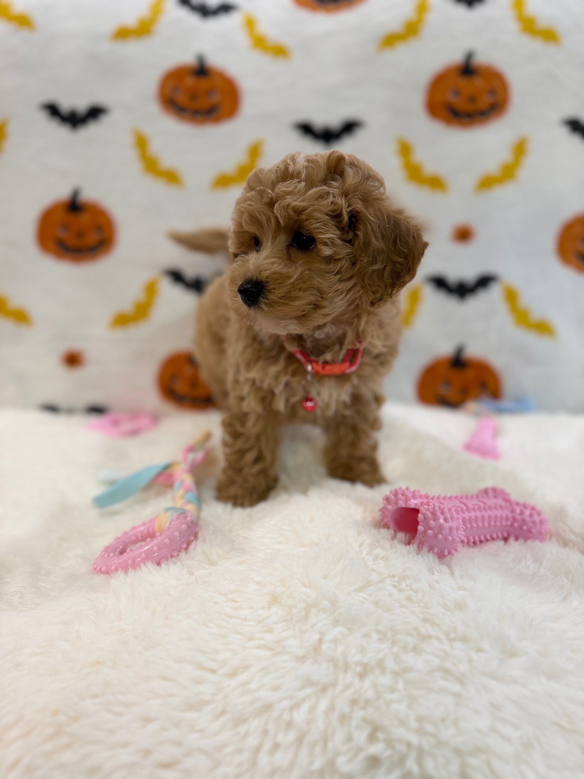 KELLY (Bichon Poodle)