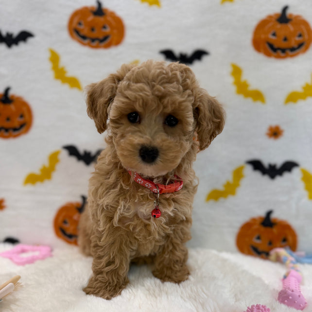 KELLY (Bichon Poodle)