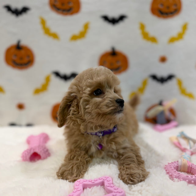 MIKA (Bichon Poodle)