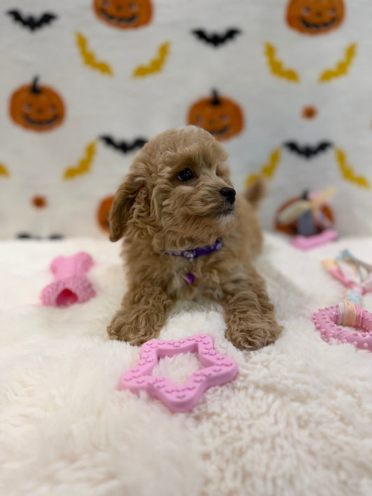 MIKA (Bichon Poodle)