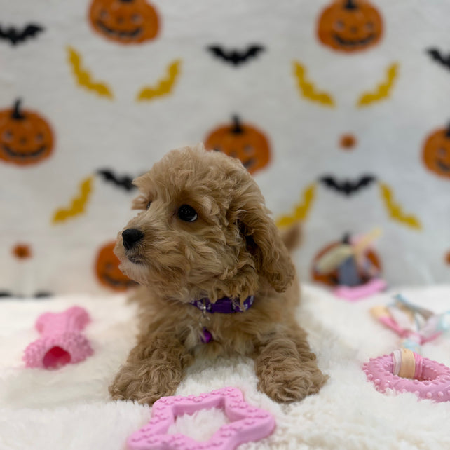 MIKA (Bichon Poodle)