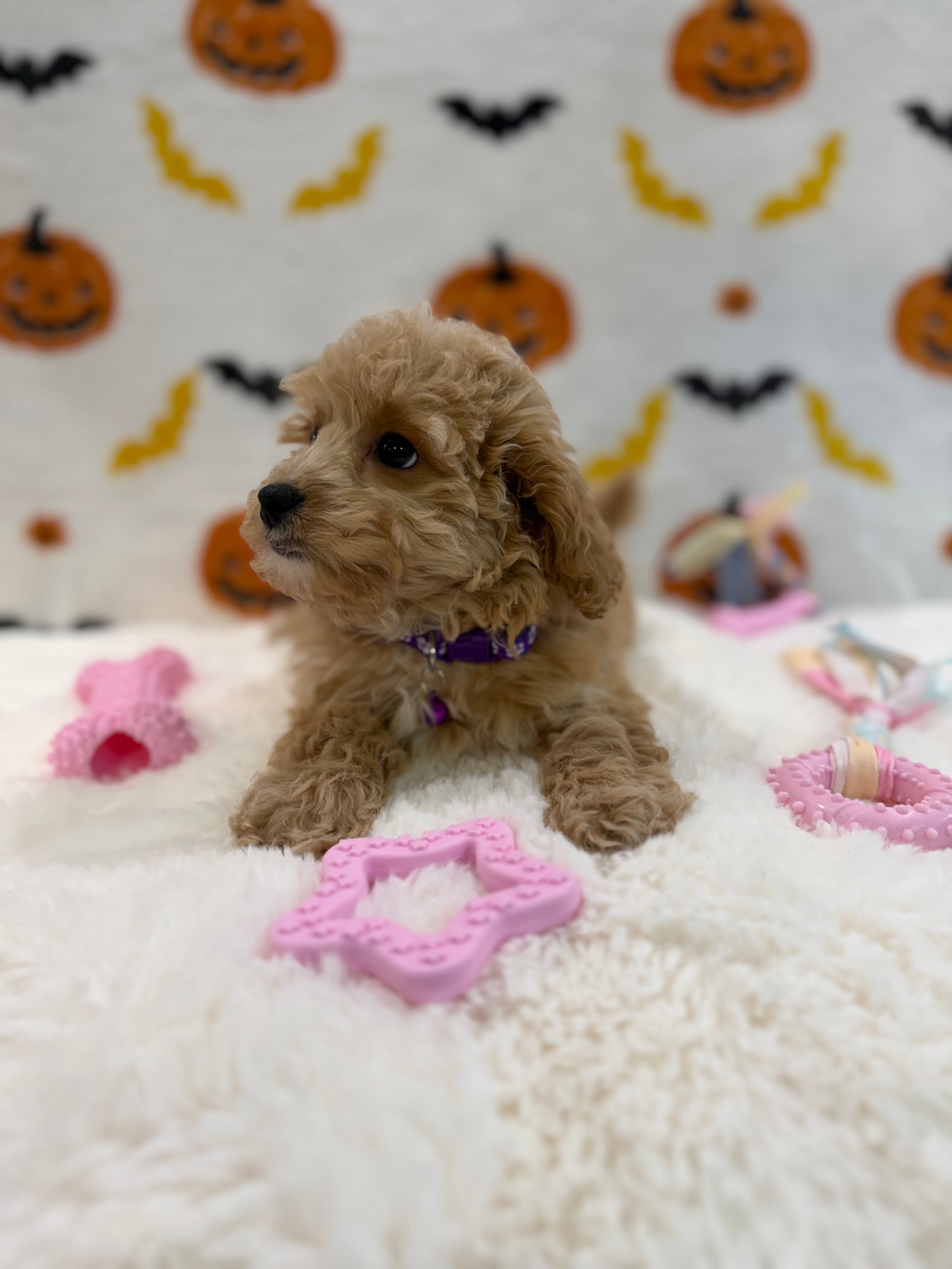 MIKA (Bichon Poodle)