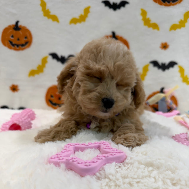 MIKA (Bichon Poodle)