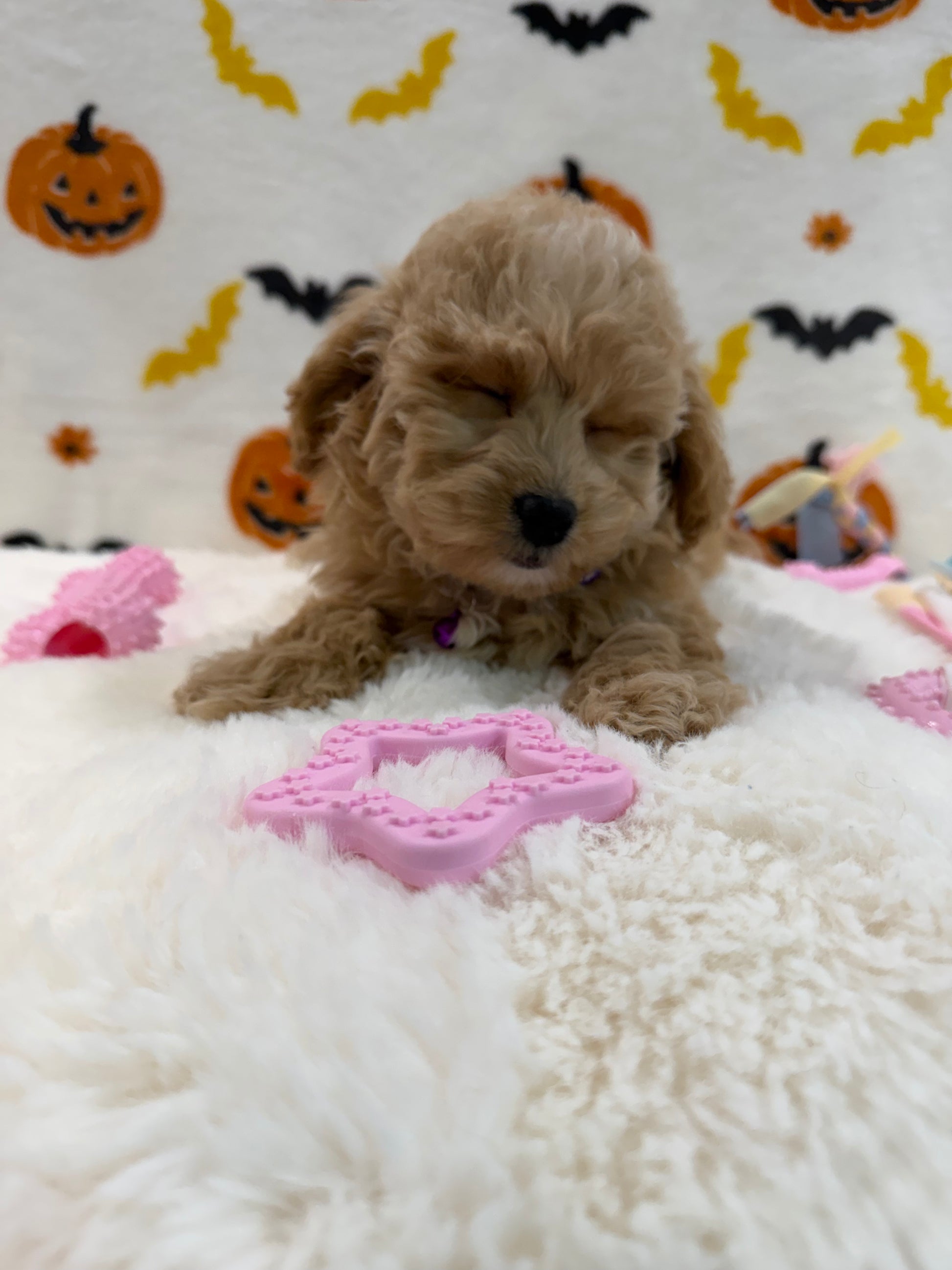 MIKA (Bichon Poodle)