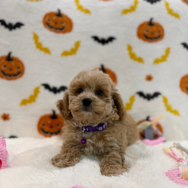 MIKA (Bichon Poodle)