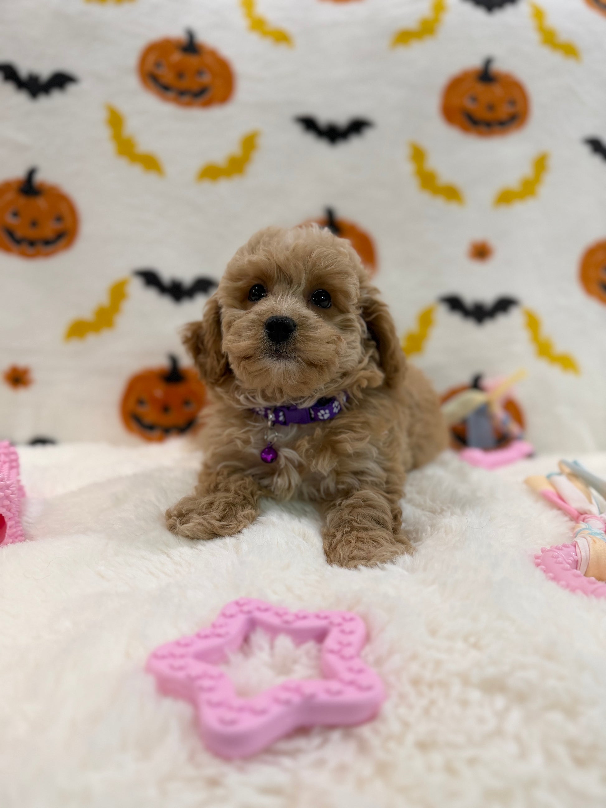 MIKA (Bichon Poodle)