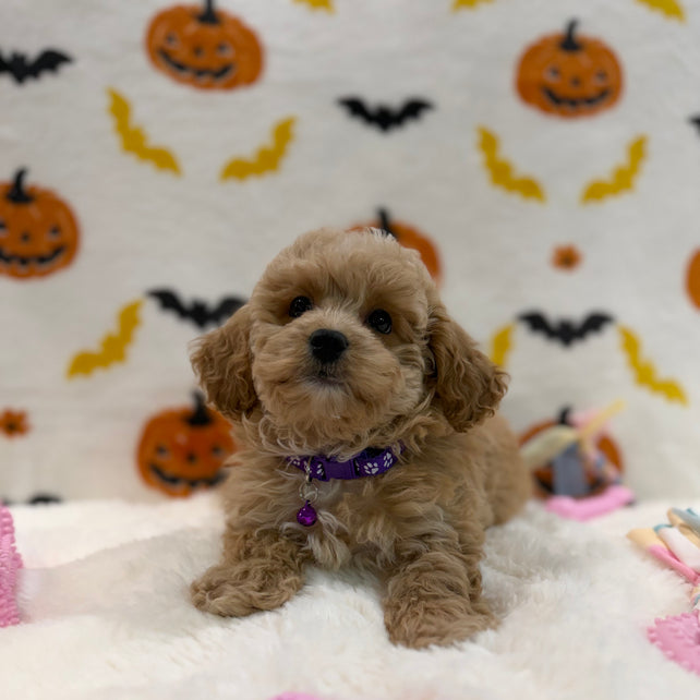 MIKA (Bichon Poodle)