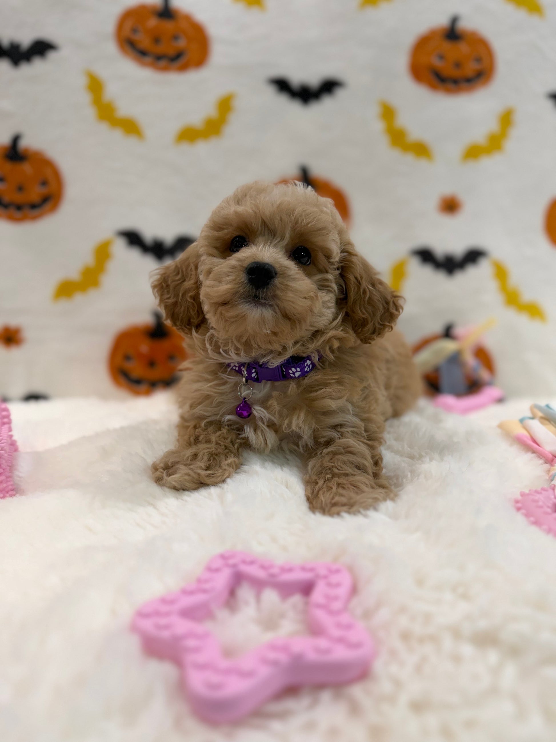 MIKA (Bichon Poodle)