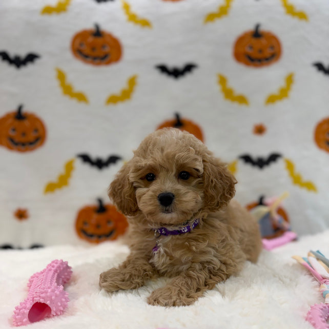 MIKA (Bichon Poodle)