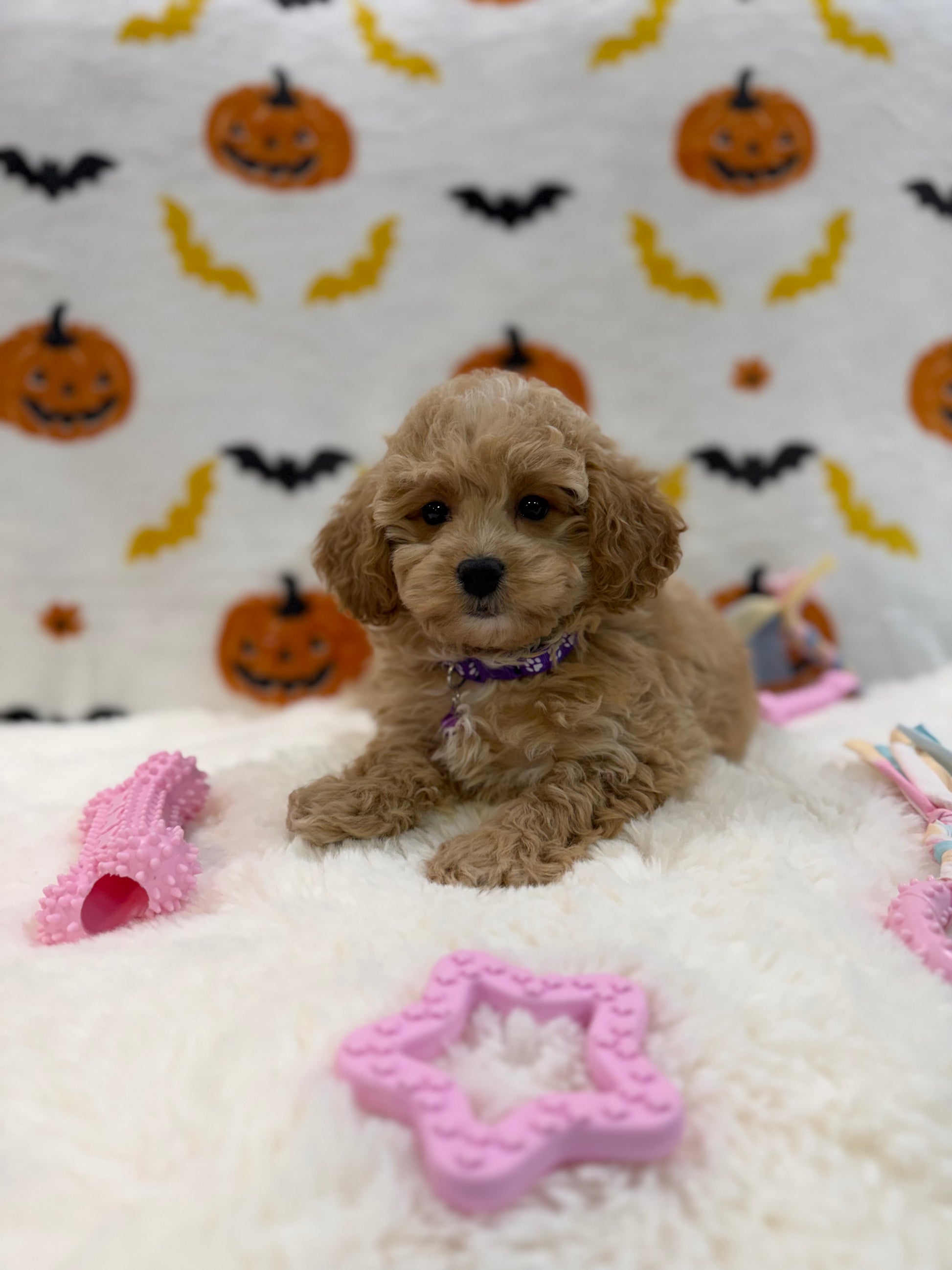 MIKA (Bichon Poodle)