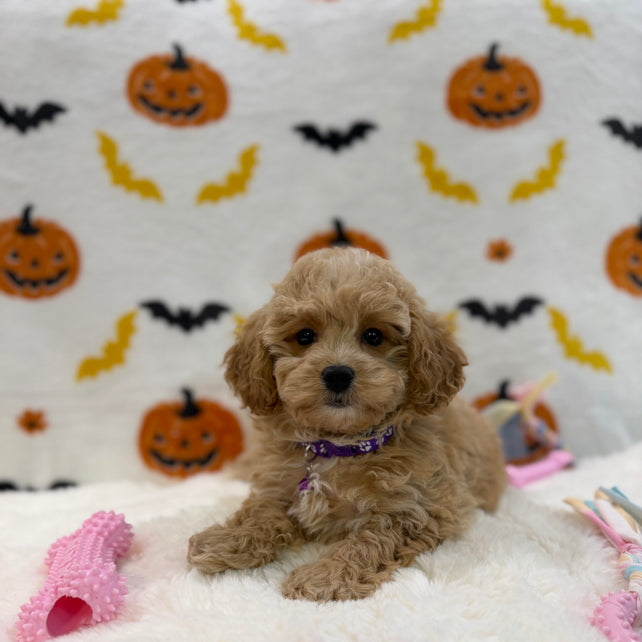 MIKA (Bichon Poodle)