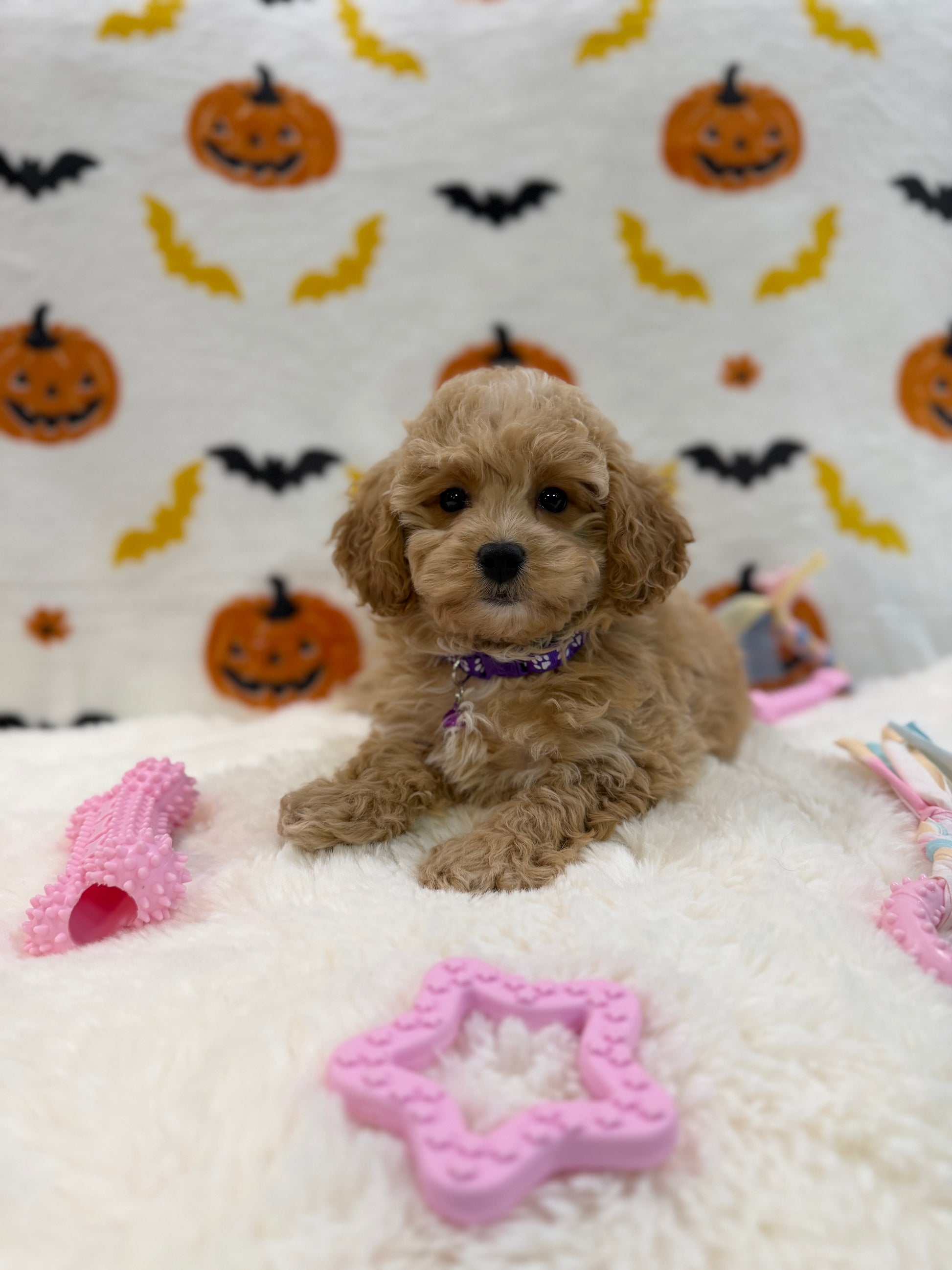 MIKA (Bichon Poodle)