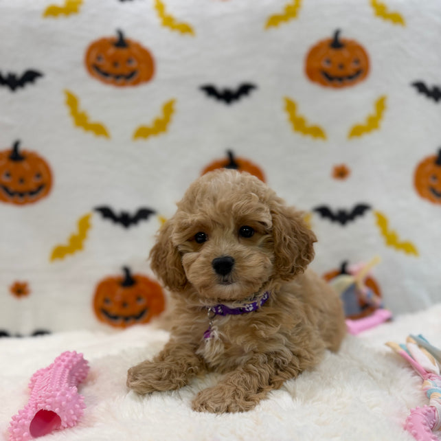 MIKA (Bichon Poodle)