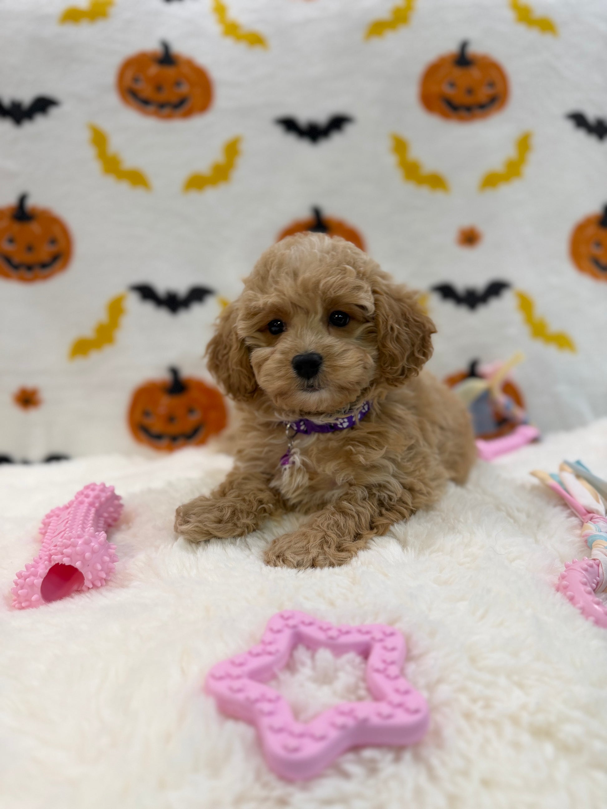 MIKA (Bichon Poodle)
