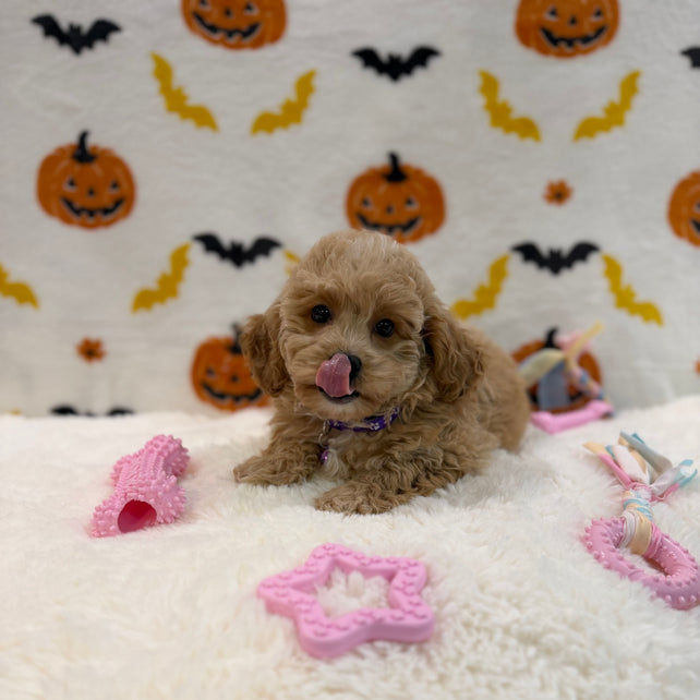 MIKA (Bichon Poodle)