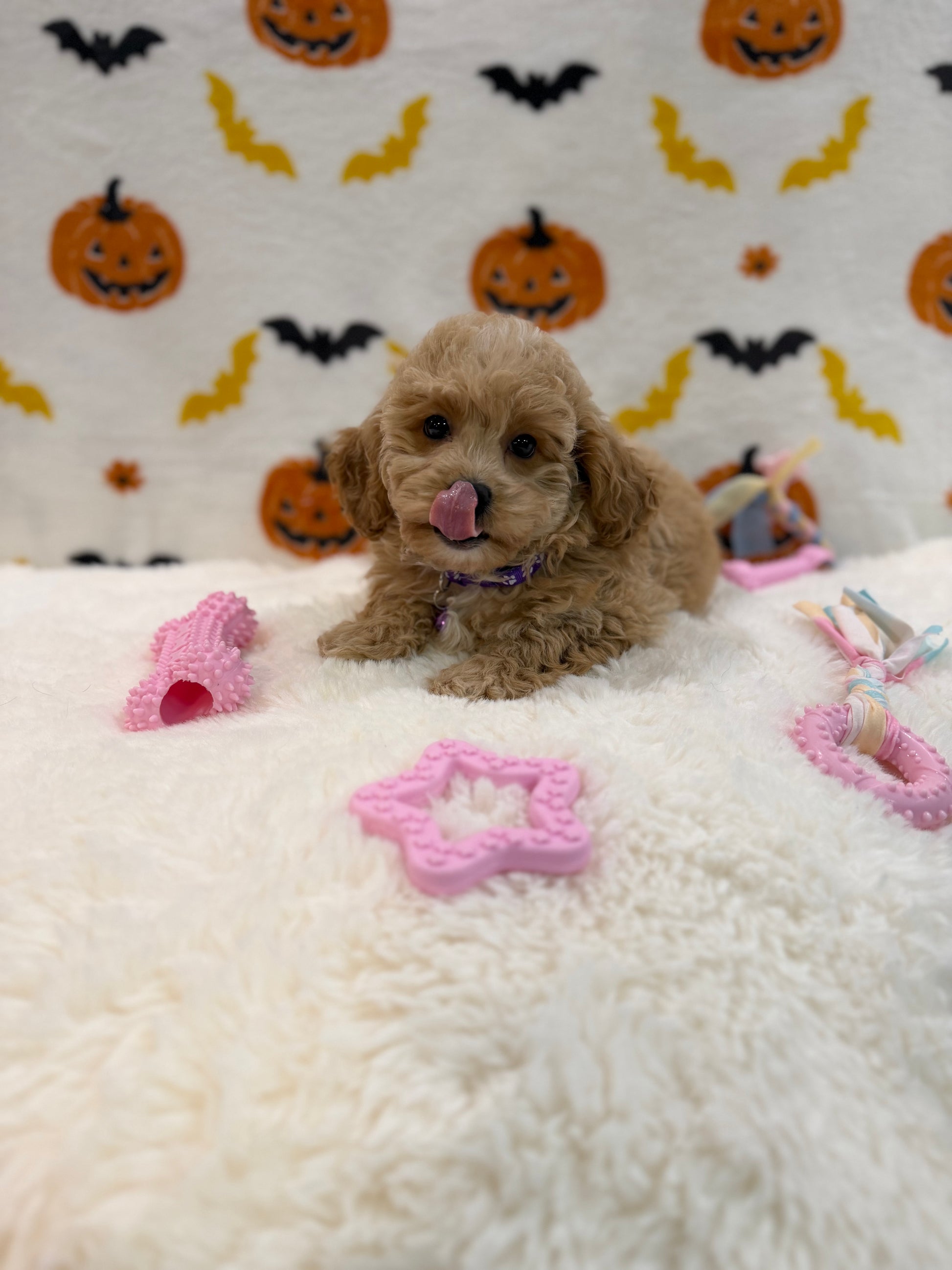 MIKA (Bichon Poodle)
