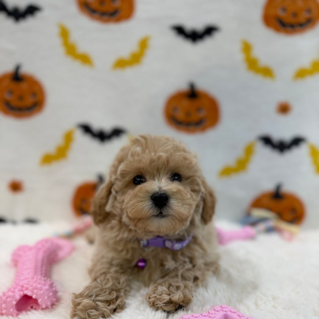 MYRA (Bichon Poodle)