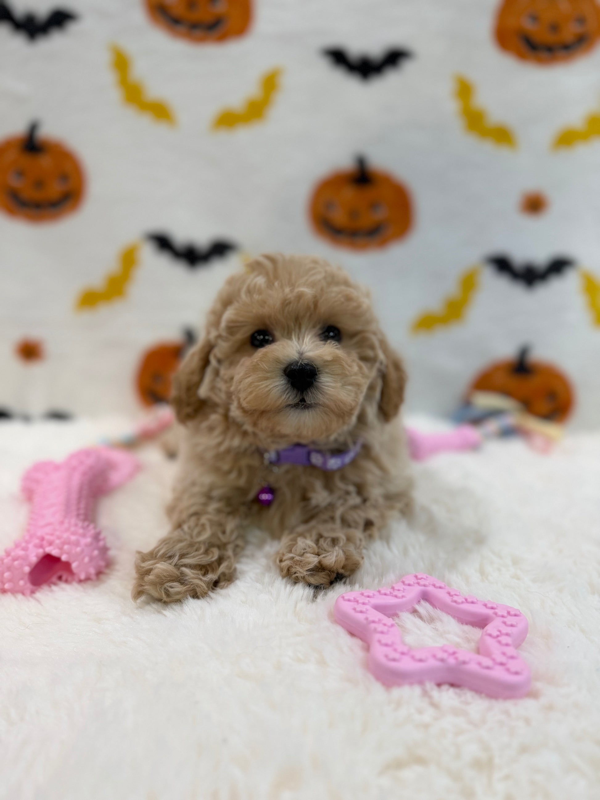 MYRA (Bichon Poodle)
