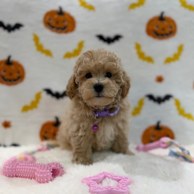MYRA (Bichon Poodle)