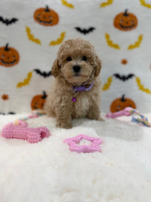 MYRA (Bichon Poodle)