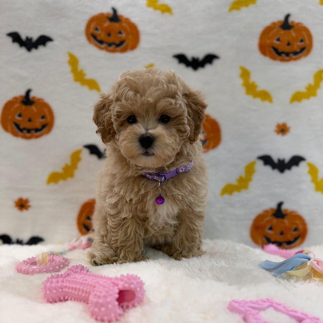 MYRA (Bichon Poodle)