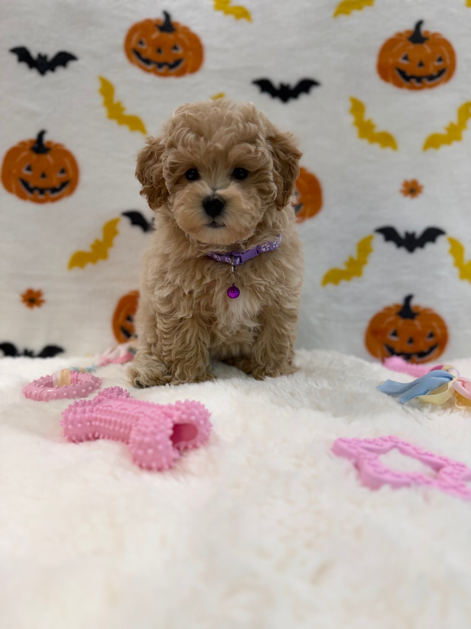 MYRA (Bichon Poodle)