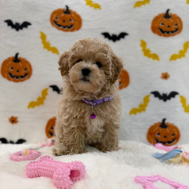 MYRA (Bichon Poodle)
