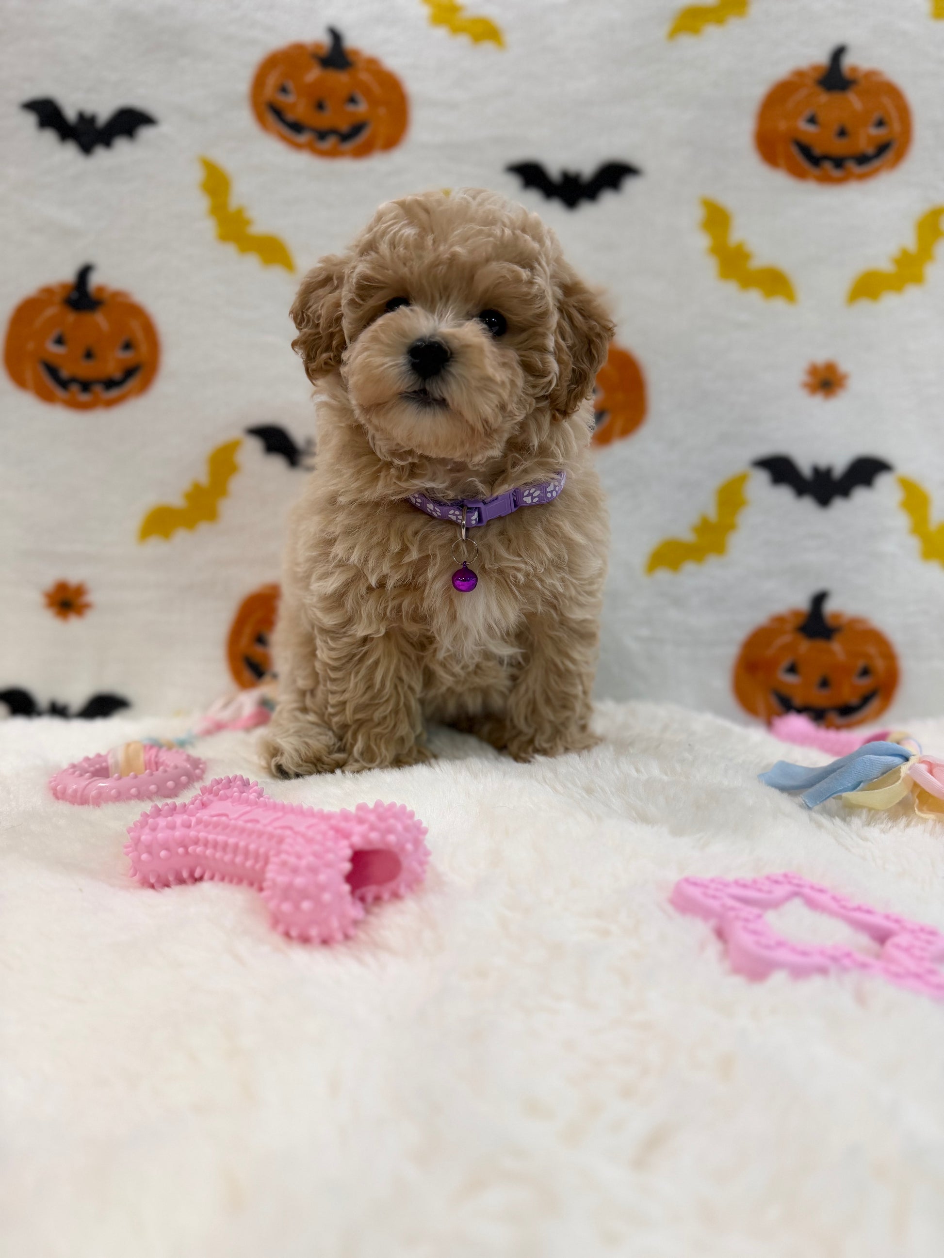 MYRA (Bichon Poodle)
