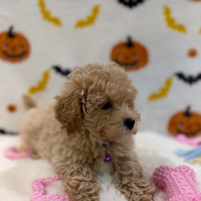 MYRA (Bichon Poodle)