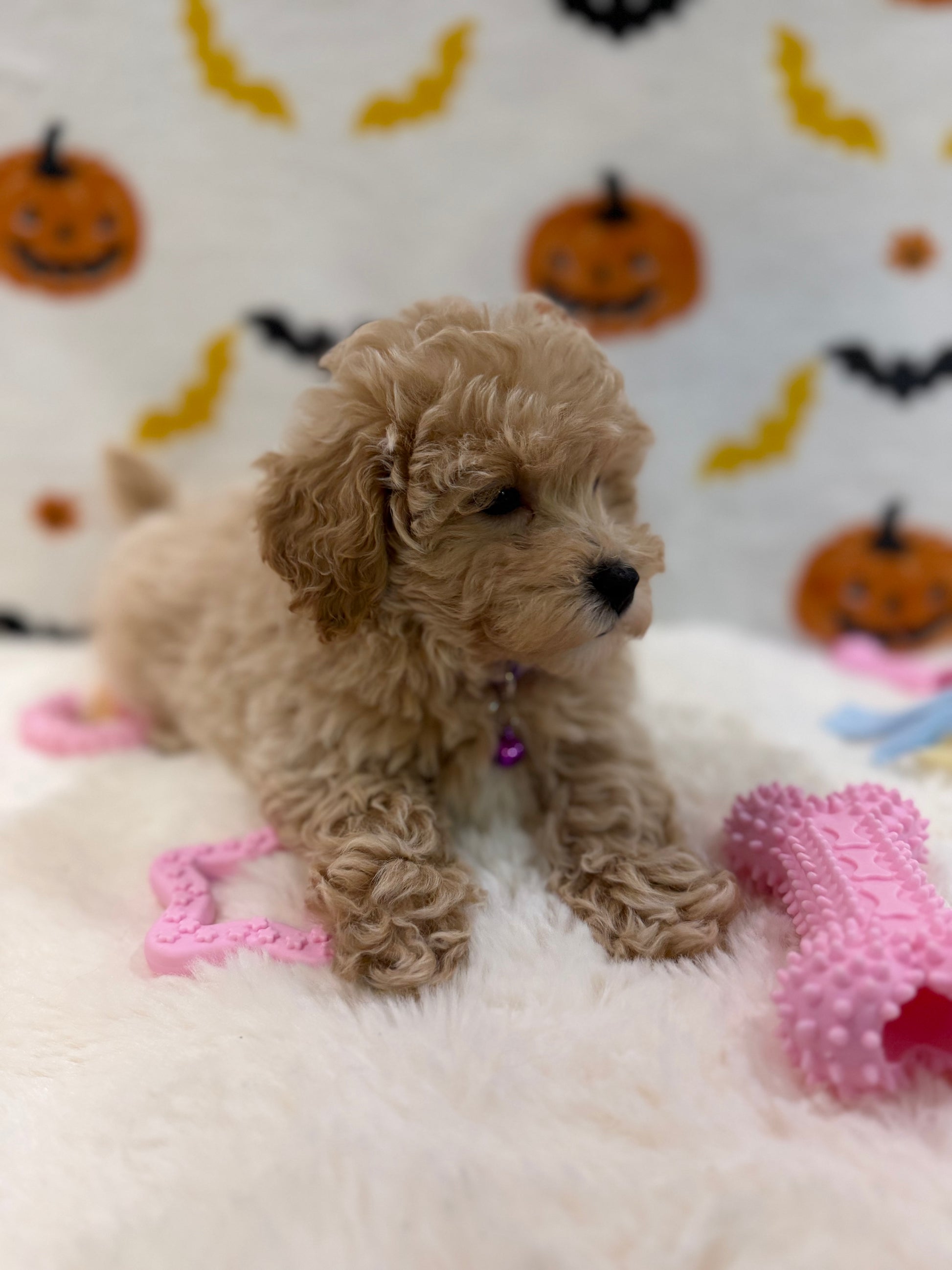 MYRA (Bichon Poodle)