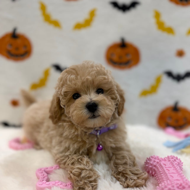 MYRA (Bichon Poodle)