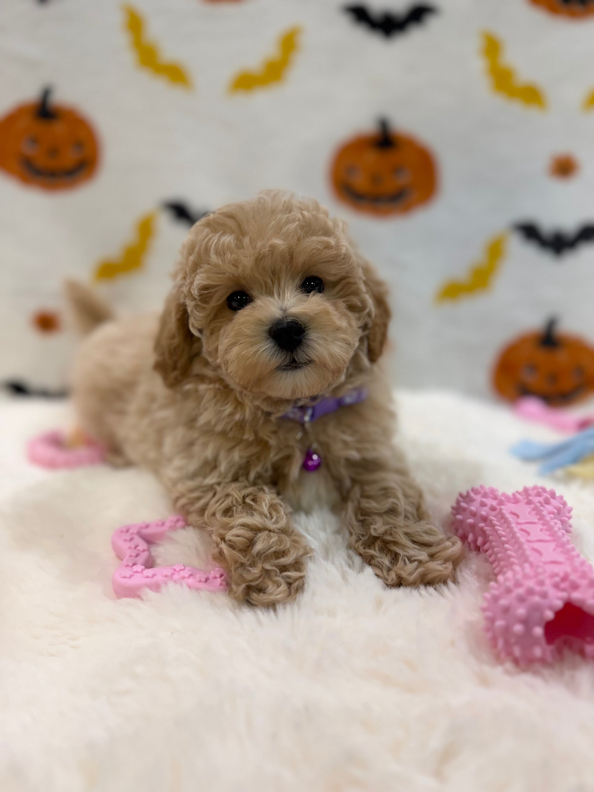 MYRA (Bichon Poodle)